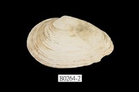 藏品(海螂蛤)的圖片